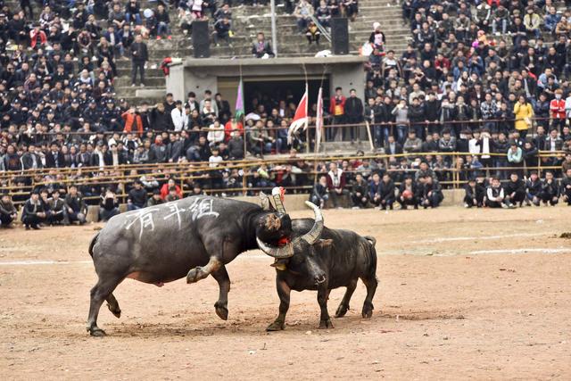 包含激烈角逐即将上演,在场上会有怎样的惊人表现?的词条 包含激烈角逐即将上演,在场上会有怎样的惊人表现?的词条